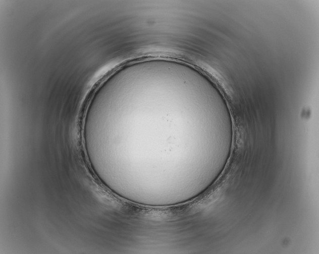 X0000096161074200802011250