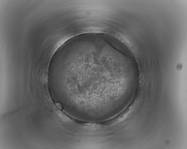 X0000096161081200802011250