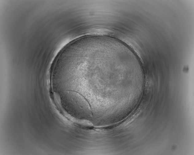 X0000096161083200802011250