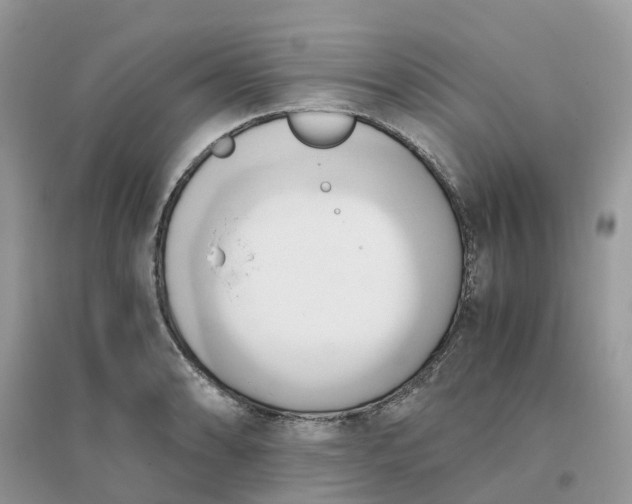 X0000096161086200802011250