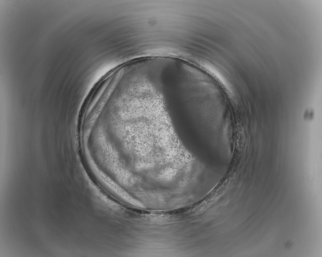 X0000096161087200802011250