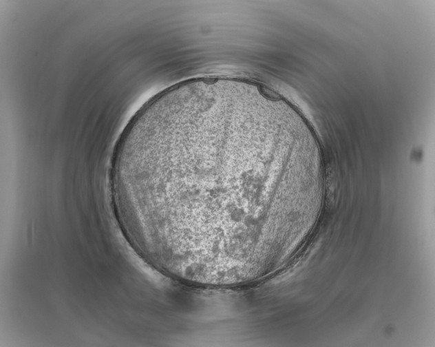 X0000096161091200802011250