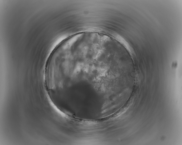 X0000096161095200802011250