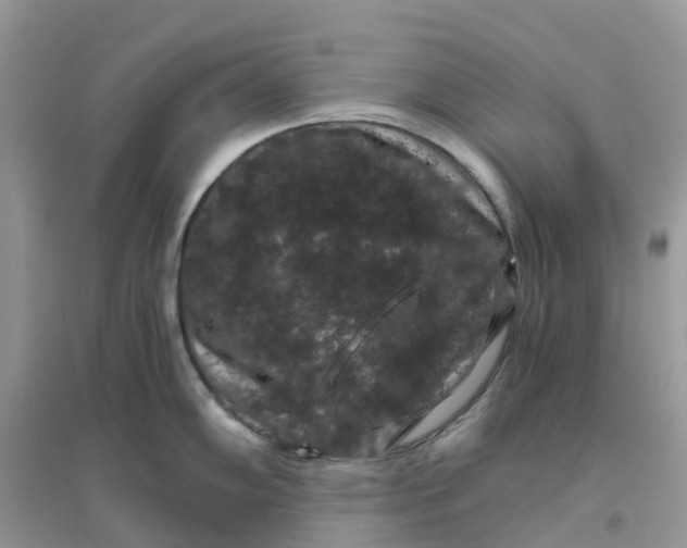 X0000096161102200802011250