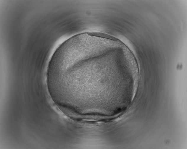 X0000096161104200802011250