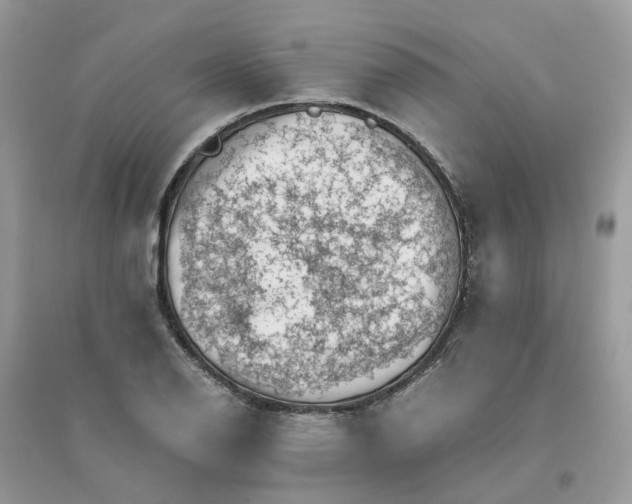 X0000096161126200802011249