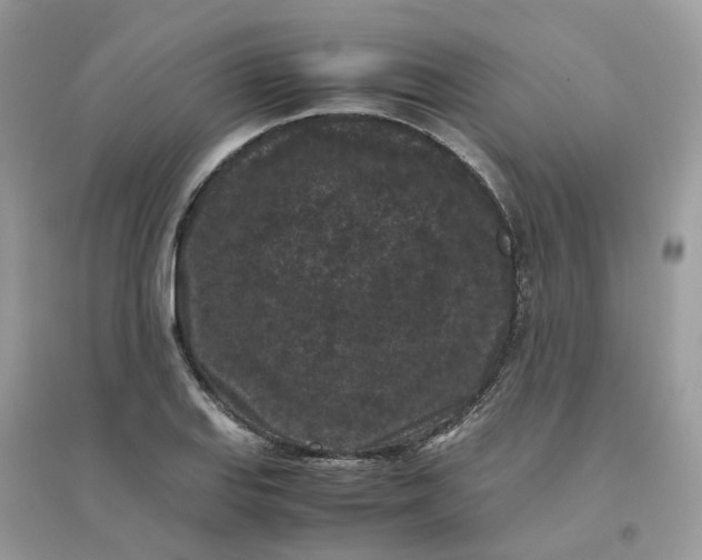 X0000096161127200802011249