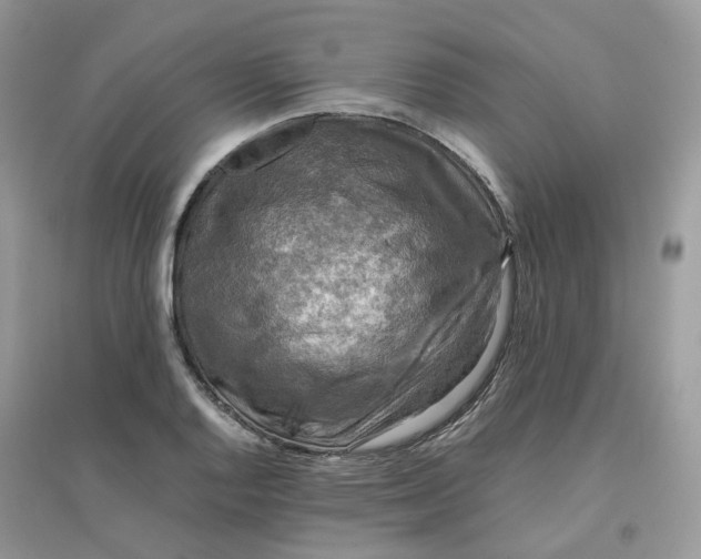 X0000096161128200802011249