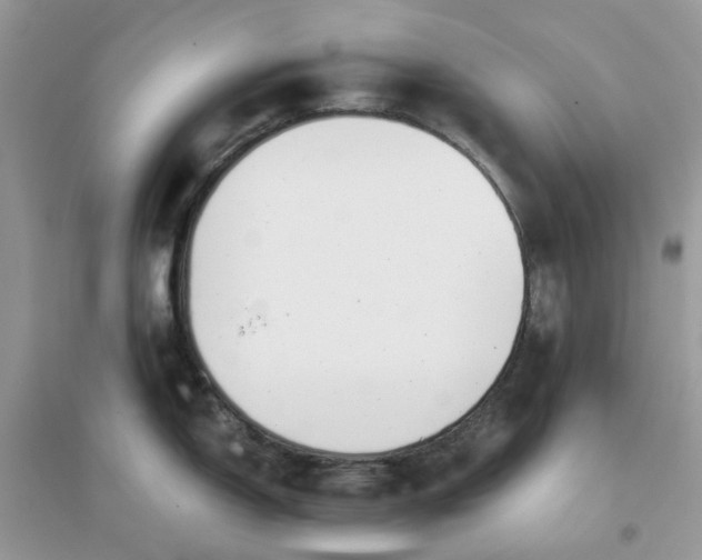 X0000096161150200802011250