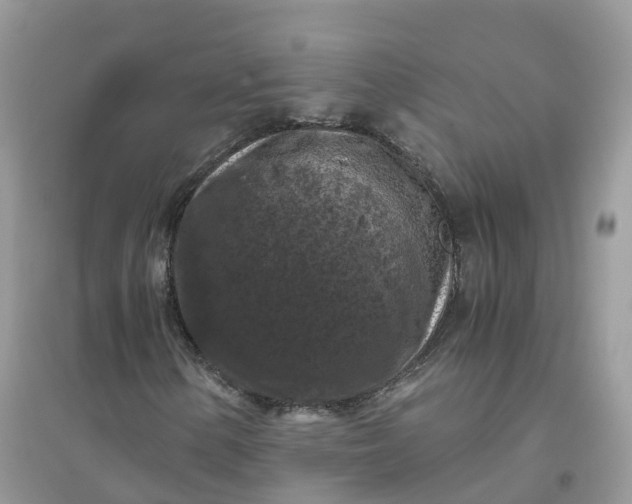 X0000096161154200802011249