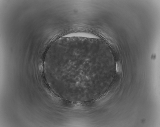 X0000096161155200802011249