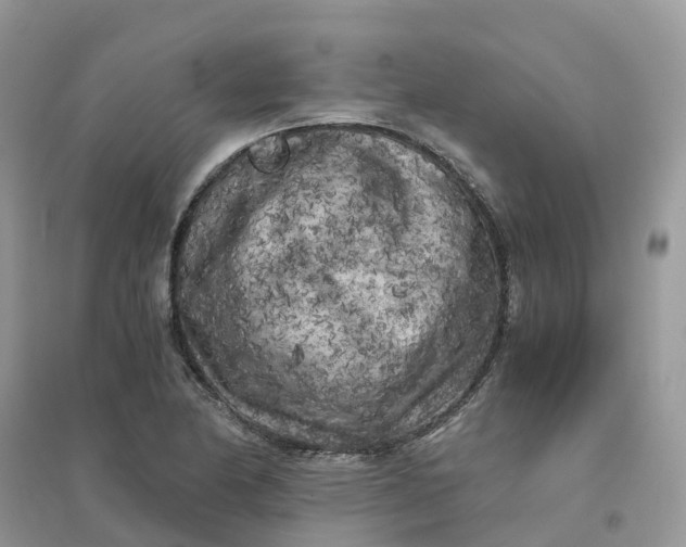 X0000096161174200802011249