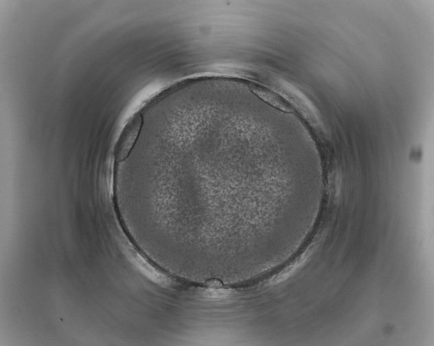 X0000096161180200802011249