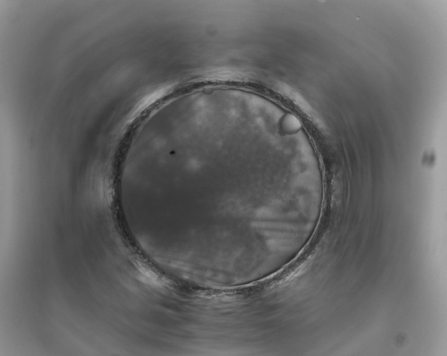 X0000096161213200802011248