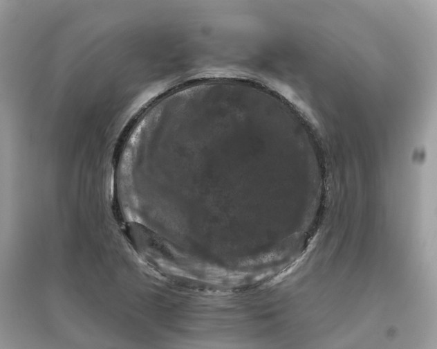 X0000096161221200802011248