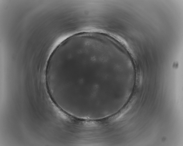 X0000096161231200802011248