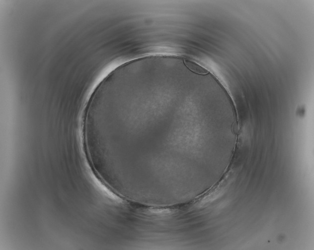 X0000096161243200802011248