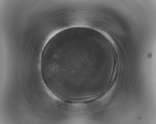 X0000096161246200802011248