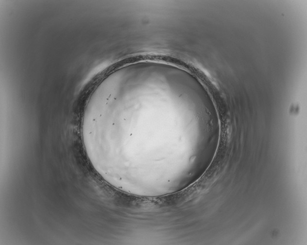 X0000096161255200802011248