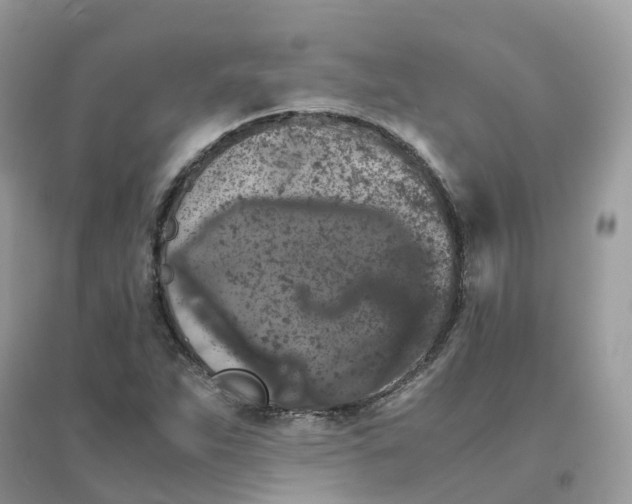 X0000096161263200802011247