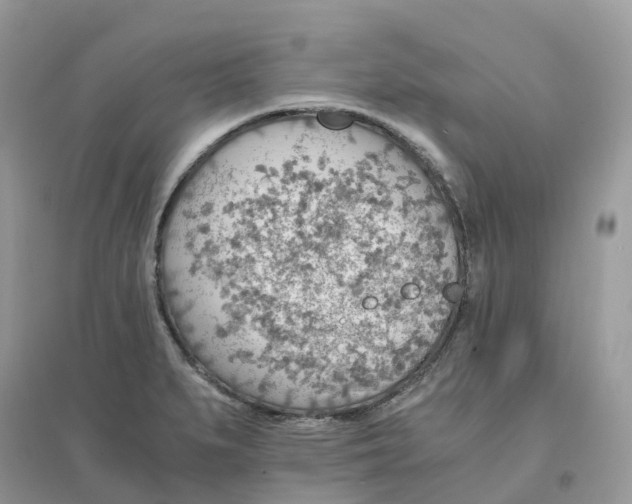 X0000096161279200802011247