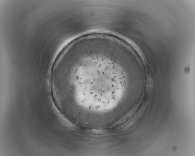 X0000096161295200802011247