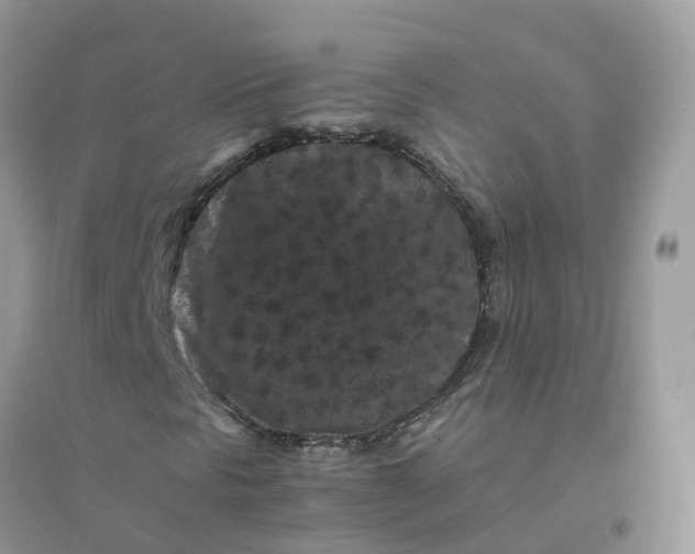 X0000096161297200802011246