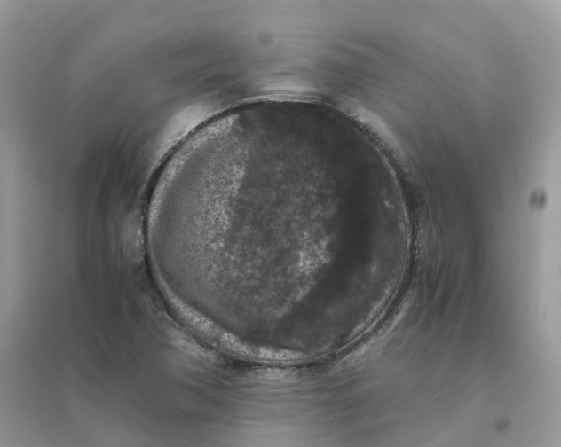 X0000096161362200802011246