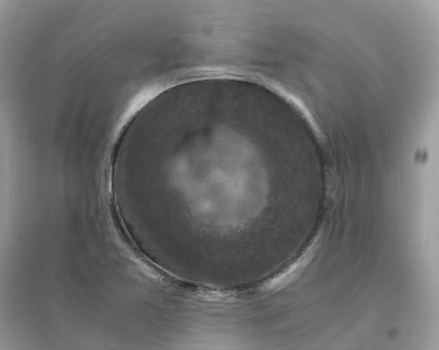 X0000096161365200802011246