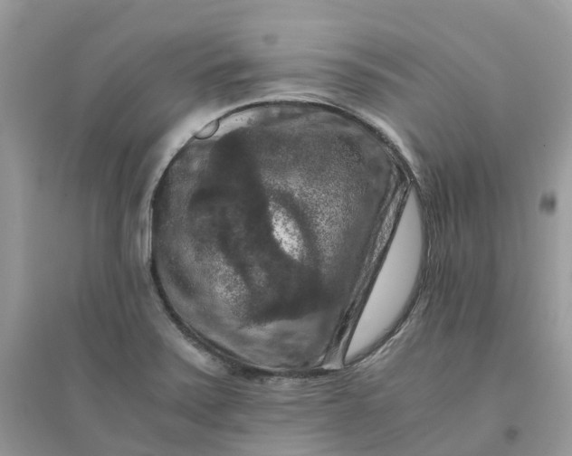 X0000096161371200802011246