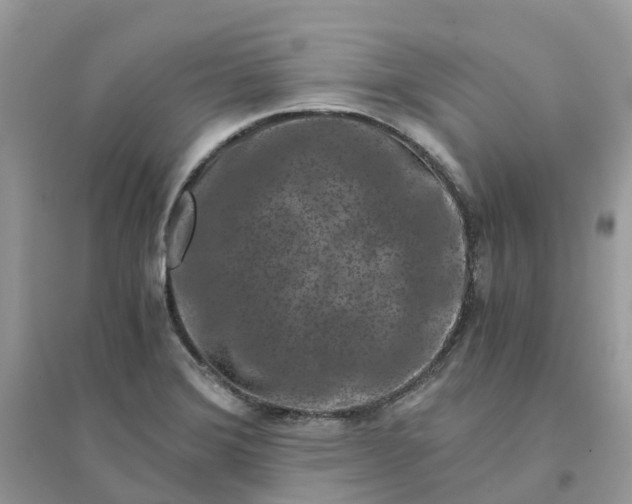 X0000096161372200802011246