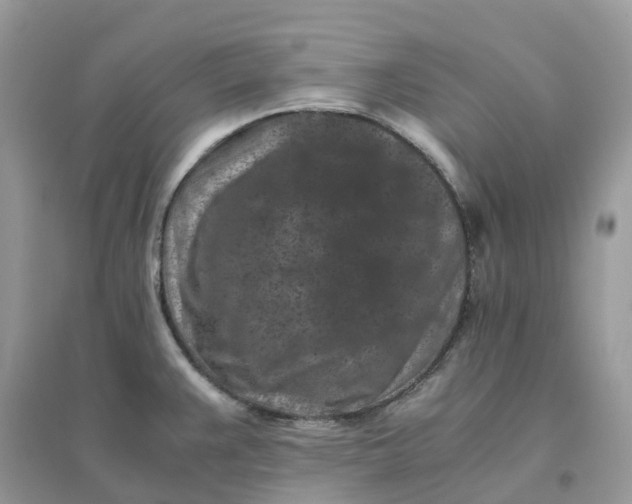 X0000096161383200802011245