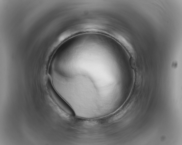 X0000096161384200802011245