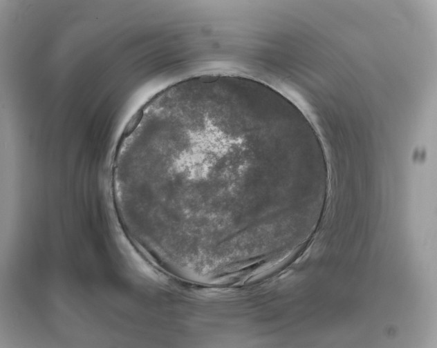 X0000096161392200802011245