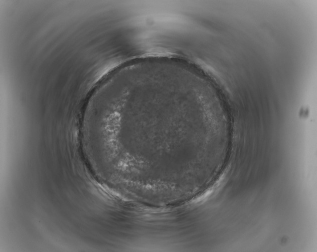 X0000096161401200802011245