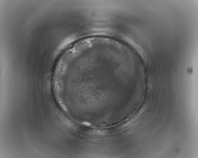 X0000096161411200802011245