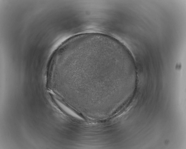 X0000096161415200802011245