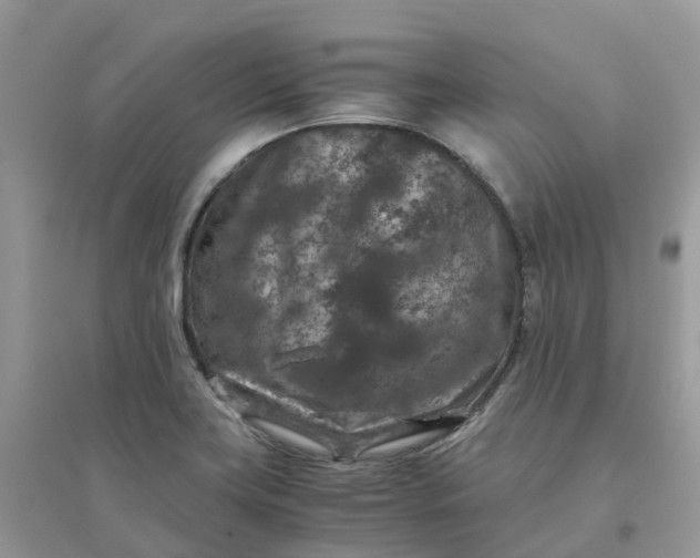 X0000096161419200802011245