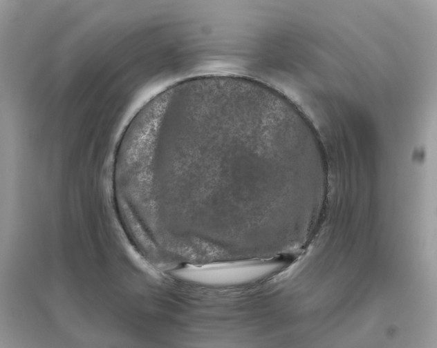 X0000096161421200802011245