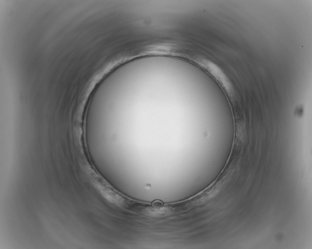 X0000096161435200802011245