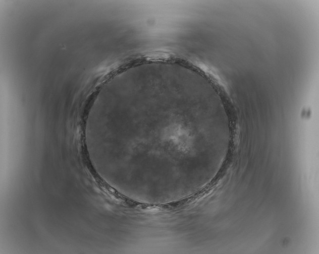 X0000096161445200802011245