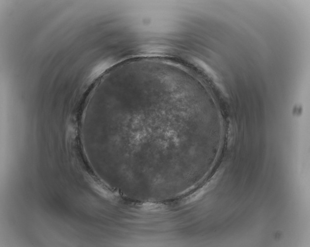 X0000096161449200802011245