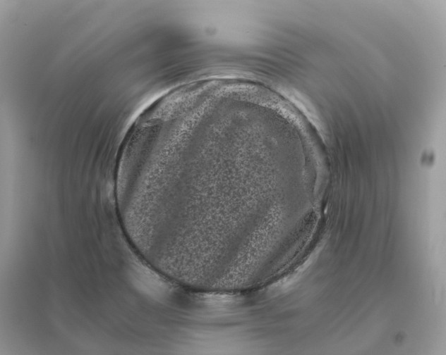 X0000096161465200802011244