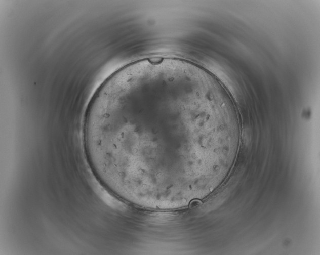 X0000096161482200802011244