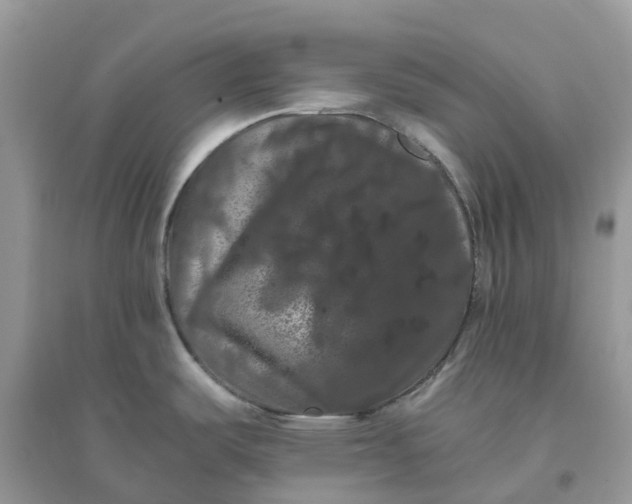 X0000096161487200802011244