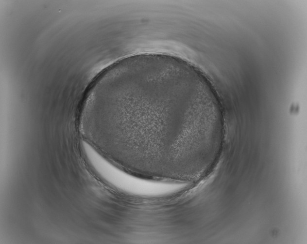 X0000096161497200802011243