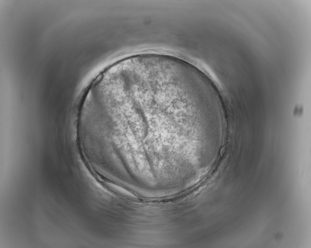 X0000096161504200802011244