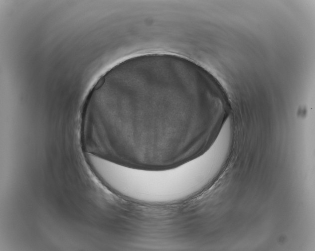 X0000096161508200802011244