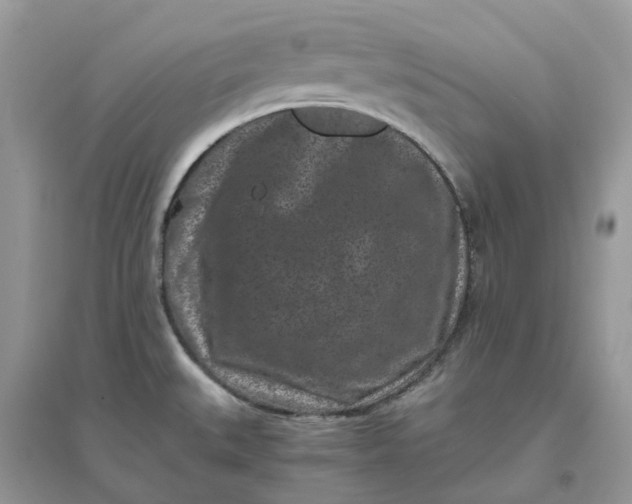 X0000096161527200802011244