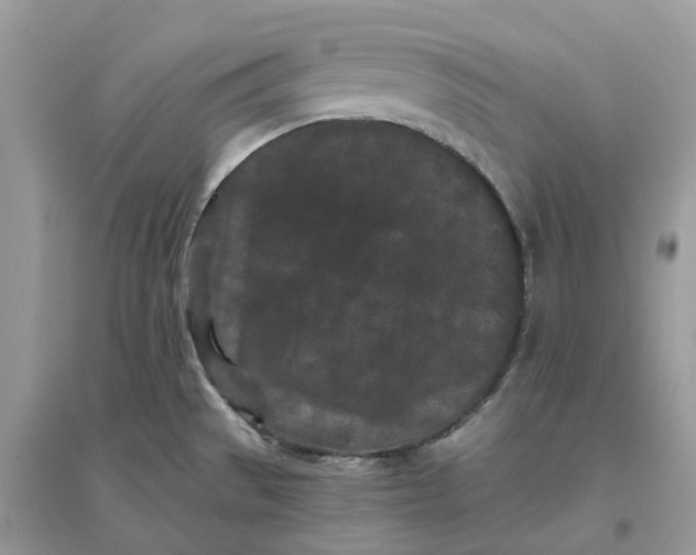 X0000096161529200802011244